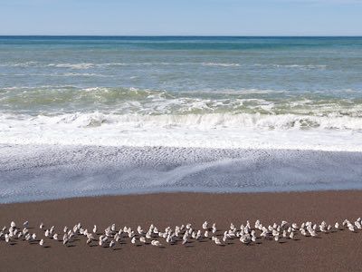 Seagulls flock along a sandy beach as gentle waves roll in from a calm blue sea under a clear sky.